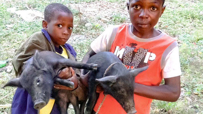 Haiti - Pigs for Kids